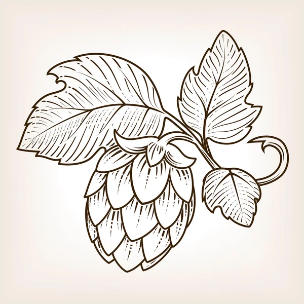 Hopfen Ornament Vektor Illustration — Stockvektor