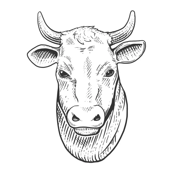 Vaca cabeça gravura estilo vetor ilustração — Vetor de Stock