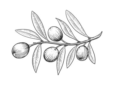 Zeytin dalı oyma stil vektör