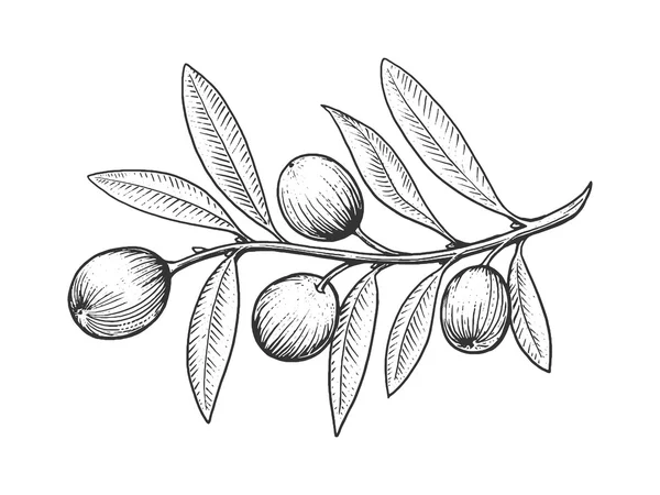 올리브 브랜치 조각 스타일 벡터 — 스톡 벡터