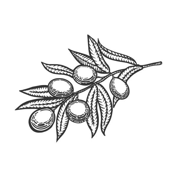 Olive rama grabado estilo vector — Archivo Imágenes Vectoriales