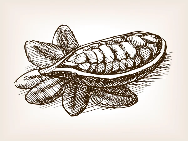Cacao fagiolo pianta disegnato a mano stile schizzo vettore — Vettoriale Stock