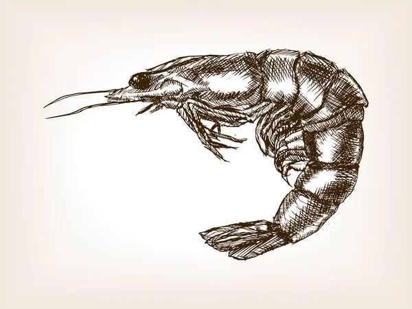 Crevettes dessiné à la main vecteur de style croquis — Image vectorielle