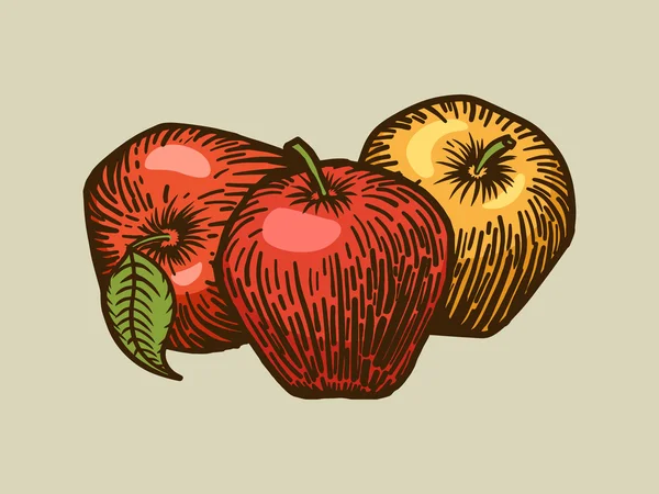 Illustration vectorielle de style gravure pommes — Image vectorielle