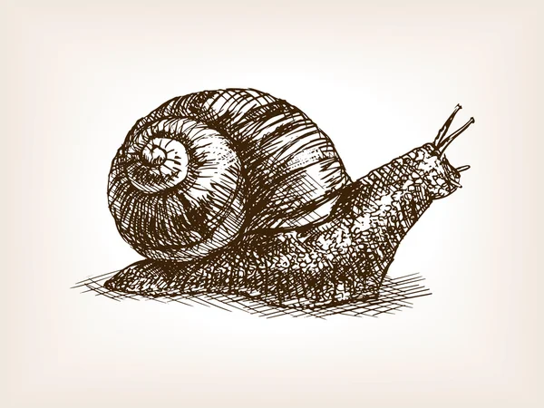 Escargot dessin à la main vecteur de croquis — Image vectorielle