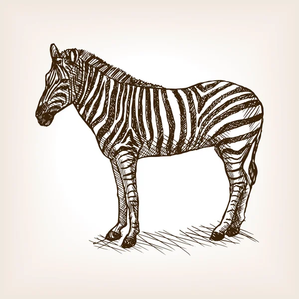 Vetor de esboço desenhado à mão Zebra — Vetor de Stock