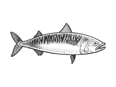 Atlantic mackerel scomber fish sketch engraving vector illustration. T-shirt apparel print design. Scratch board imitation. Black and white hand drawn image. clipart