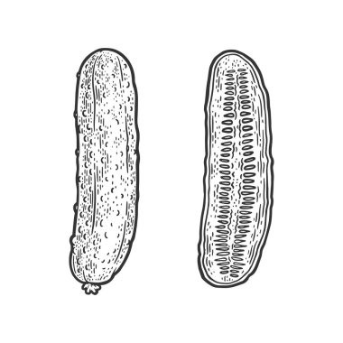 Salatalık sebze kabartması, kabartma vektör çizimi. Tişört giysisi baskısı tasarımı. Çizik tahtası taklidi. Siyah beyaz el çizimi resim.
