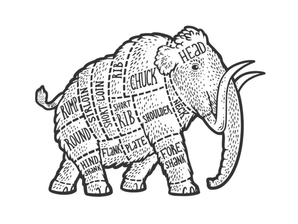 Schéma pro mamutí maso Kus hovězího náčrtku s rytým vektorovým znázorněním. Design trička s potiskem. Stírací deska imitace. Černobílý ručně kreslený obrázek. — Stockový vektor
