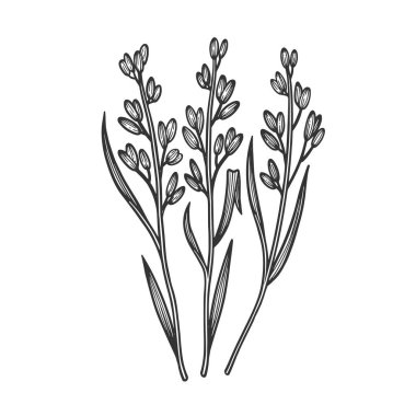 Rice oryza mısır gevreği çizimi, kabartma vektör çizimi. Tişört giysisi baskısı tasarımı. Çizik tahtası taklidi. Siyah beyaz el çizimi resim.