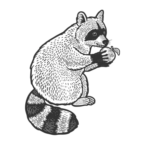 Raccoon and apple sketch engraving vector illustration. T-shirt apparel print design. Scratch board imitation. Black and white hand drawn image. — Stock Vector