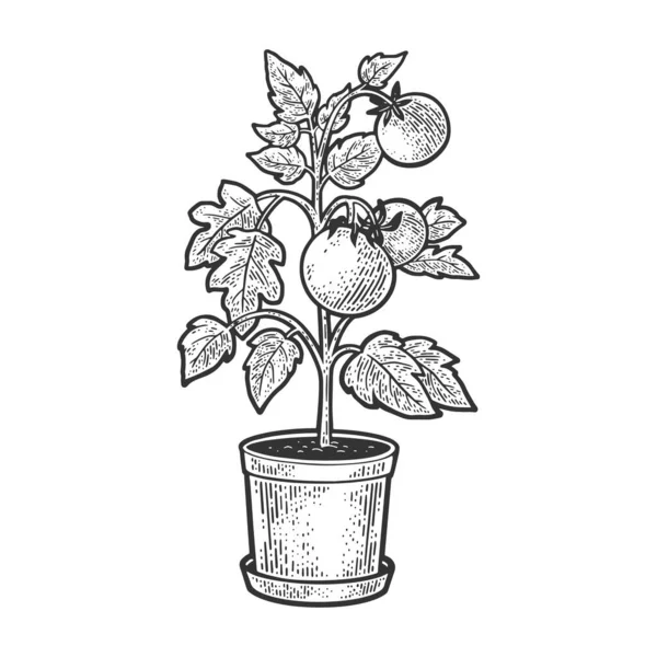 Plante de tomates en pot croquis gravure vectorielle illustration. T-shirt imprimé design. Imitation de carte à gratter. Image dessinée à la main noir et blanc. — Image vectorielle