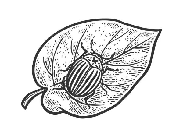 Colorado potato beetle on leaf sketch engraving vector illustration. T-shirt apparel print design. Scratch board imitation. Black and white hand drawn image. — Stock Vector