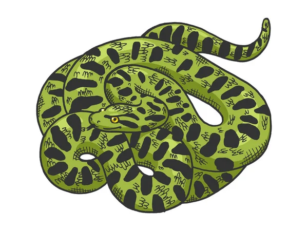 Grande anaconda cobra esboço cor gravura vetor ilustração. T-shirt design de impressão de vestuário. Imitação de estilo Scratch board. Imagem desenhada à mão preto e branco. —  Vetores de Stock