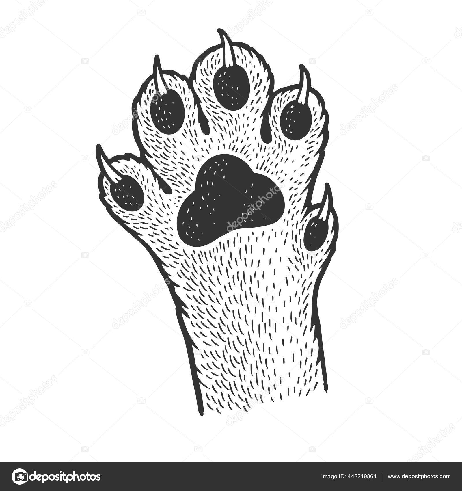 Katze Pfote Skizze Gravur Vektor Illustration. T-Shirt-Print-Design.  Rubbelbrett-Imitat. Handgezeichnetes Schwarz-Weiß-Bild. Stock-Vektorbild  von ©AlexanderPokusay 442219864, image size:1600x1700