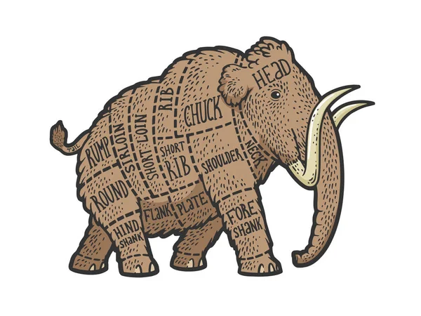 ( 영어 ) Mammoth meat scheme Cut of beef sketch color engraving vector illustration. 티셔츠 의류인 쇄 디자인. 스크래치 보드 모방. 손으로 그린 흑백 그림. — 스톡 벡터