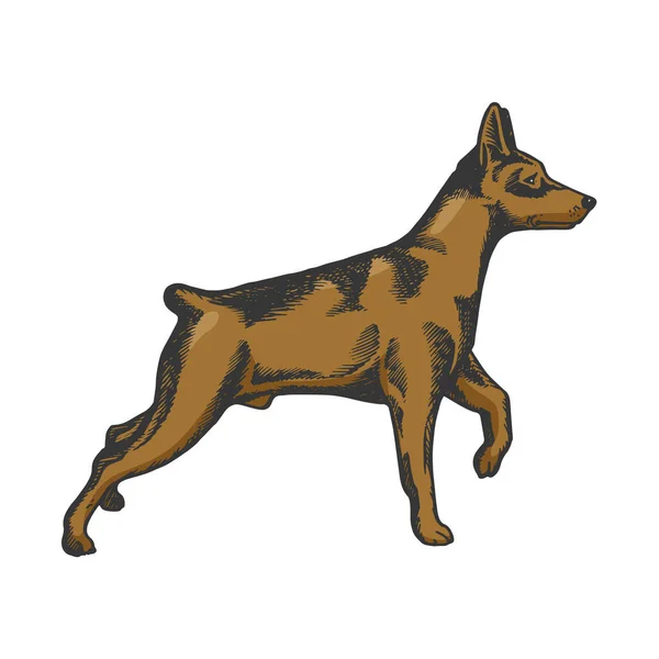 Pinscher pies zwierzę szkic kolor grawerowanie wektor ilustracja. Imitacja stylu deski do drapania. Czarno-biały ręcznie rysowany obraz. — Wektor stockowy