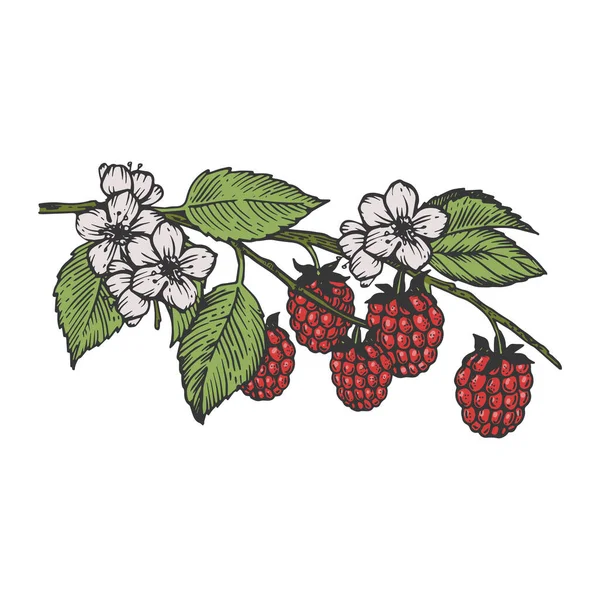 Raspberries rama bosquejo color grabado vector ilustración. Scratch board estilo imitación. Imagen dibujada a mano. — Archivo Imágenes Vectoriales