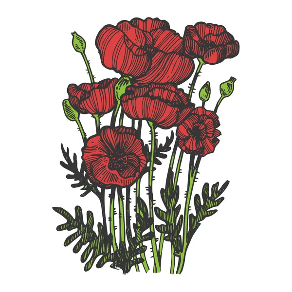 Poppy flor planta esboço cor gravura vetor ilustração. Imitação de estilo Scratch board. Imagem desenhada à mão preto e branco. — Vetor de Stock