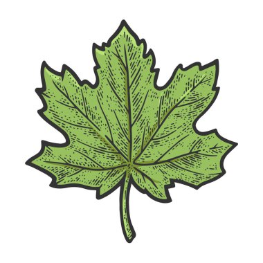 Akçaağaç yaprağı rengi çizimi, oyma vektör çizimi. Tişört giysisi baskısı tasarımı. Çizik tahtası taklidi. Siyah beyaz el çizimi resim.