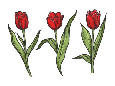 Lale çiçekleri renk çizimi, kabartma vektör çizimi. Tişört giysisi baskısı tasarımı. Çizik tahtası taklidi. Siyah beyaz el çizimi resim.