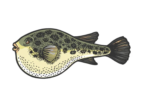 Fugu venenoso tóxico peixe animal cor esboço gravura vetor ilustração. Imitação de estilo Scratch board. Imagem desenhada à mão preto e branco. — Vetor de Stock
