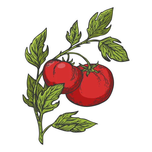 Ramo vegetale di pomodoro disegno a colori incisione vettoriale illustrazione. Imitazione in stile gratta e vinci. Immagine disegnata a mano. — Vettoriale Stock