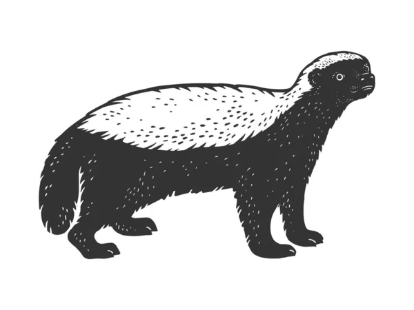 Honey badger ratel sketch vector illustration Vector Graphics