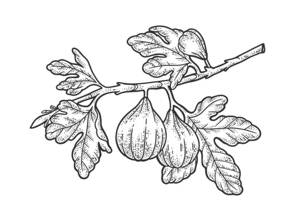 Common fig tree with fruits sketch engraving vector illustration. T-shirt apparel print design. Scratch board imitation. Black and white hand drawn image. — Stock Illustration Common fig tree with fruits sketch engraving vector illustration. T-shirt apparel print design. Scratch board imitation. Black and white hand drawn image. Royalty Free Stock Illustrations