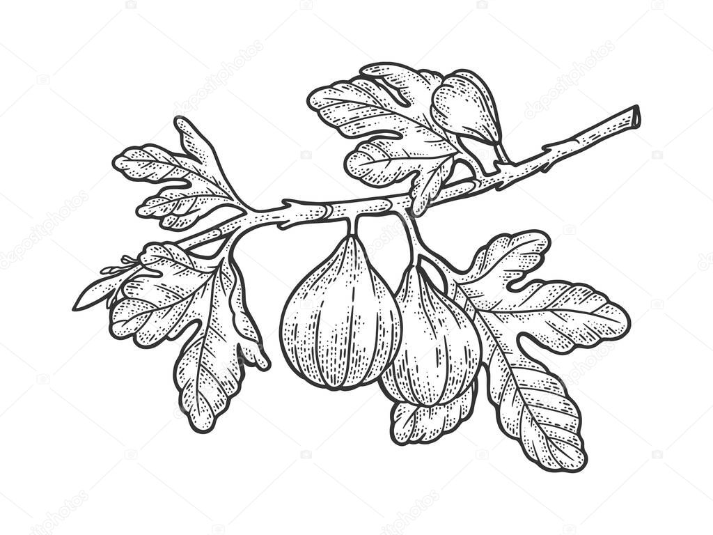 Common fig tree with fruits sketch engraving vector illustration. T-shirt apparel print design. Scratch board imitation. Black and white hand drawn image.
