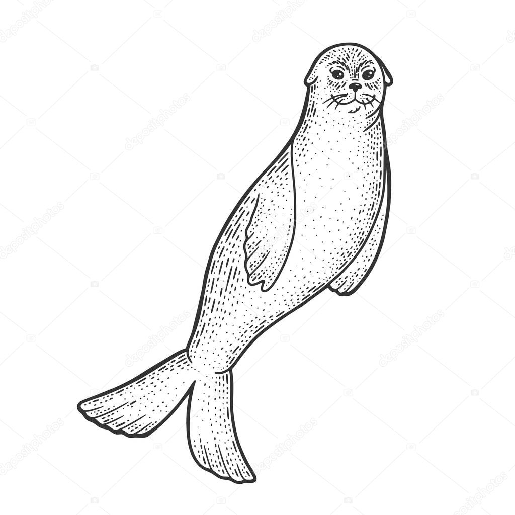 Fur seal animal sketch engraving vector illustration. T-shirt apparel print design. Scratch board imitation. Black and white hand drawn image.