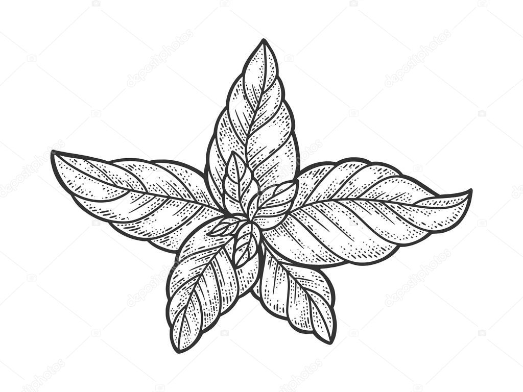 basil leaves plant sketch engraving vector illustration. T-shirt apparel print design. Scratch board imitation. Black and white hand drawn image.