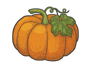 Kabak meyvesi rengi taslak oyma vektör çizimi. Tişört giysisi baskısı tasarımı. Çizik tahtası taklidi. Siyah beyaz el çizimi resim.