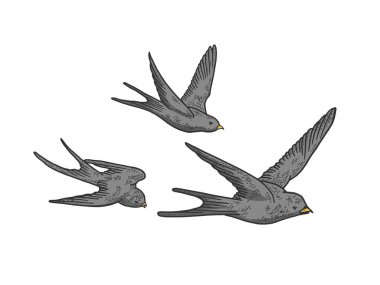 Kırlangıç sürüsü renk çizimi, kabartma vektör çizimi. Tişört giysisi baskısı tasarımı. Tahta sitili taklit. Siyah beyaz el çizimi resim.