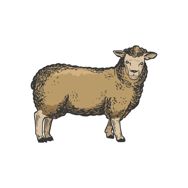 Ovejas granja animal color bosquejo grabado vector ilustración. Scratch board estilo imitación. Imagen dibujada a mano en blanco y negro. — Vector de stock