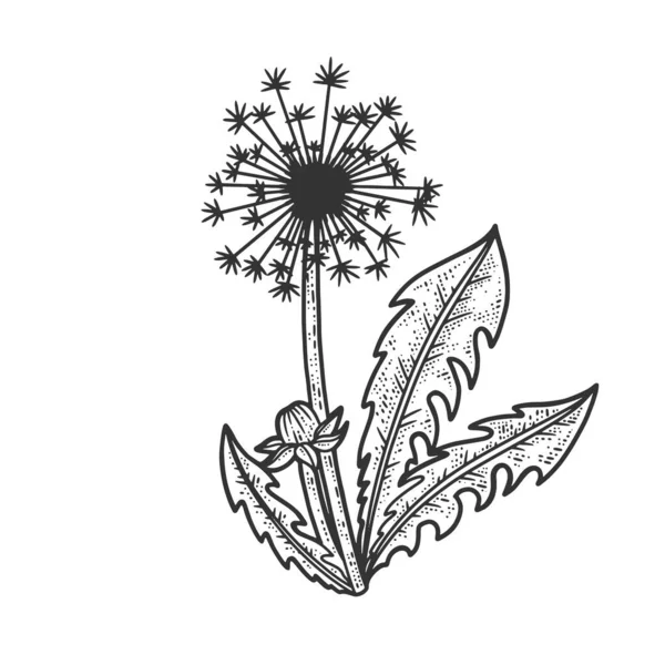 Pissenlit taraxacum fleur plante blowball croquis gravure vectoriel illustration. T-shirt imprimé design. Imitation de carte à gratter. Image dessinée à la main noir et blanc. — Image vectorielle