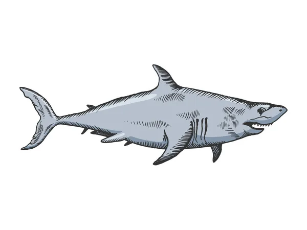 상어 바다 동물의 컬러 라인 스케치 벡터 삽화. 티셔츠 의류 인쇄 디자인. 스크래치 보드 모방. 손으로 그린 흑백 그림. — 스톡 벡터