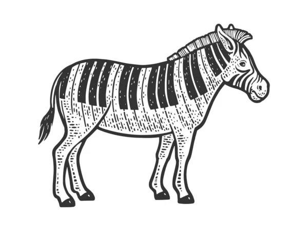 Zebra com teclas de piano em vez de listras linha arte esboço gravura vetor ilustração. T-shirt design de impressão de vestuário. Imitação de raspadinha. Imagem desenhada à mão preto e branco. — Vetor de Stock