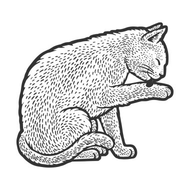 Kedi tımar çizgisi çizimi, kabartma vektör çizimi. Tişört giysisi baskısı tasarımı. Çizik tahtası taklidi. Siyah beyaz el çizimi resim.