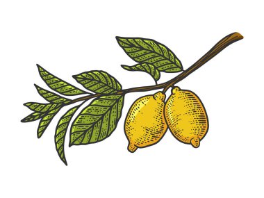 Meyve rengi sanat eskizli limon dalı kabartma vektör çizimi. Tişört giysisi baskısı tasarımı. Çizik tahtası taklidi. Siyah beyaz el çizimi resim.