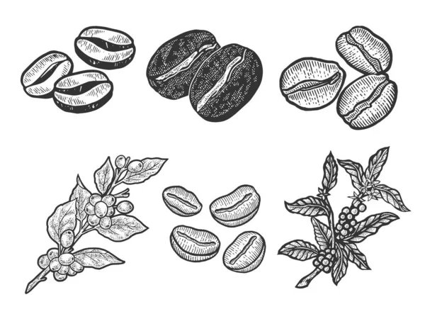 커피 콩 과 식물은 벡터 삽화를 그린 선 미술 스케치를 설정 한다. 티셔츠 의류 인쇄 디자인. 스크래치 보드 모방. 손으로 그린 흑백 그림. — 스톡 벡터