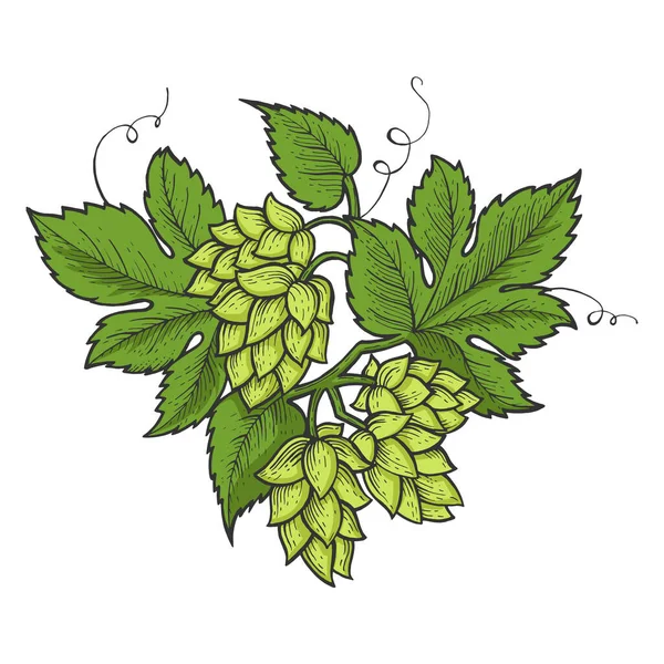 Hops plante bière ingrédient ligne art croquis gravure vectoriel illustration. T-shirt imprimé design. Imitation de carte à gratter. Image dessinée à la main noir et blanc. — Image vectorielle