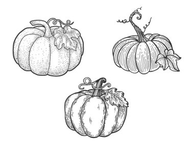 kabak desenli çizim çizimi, kabartma vektör çizimi. Tişört giysisi baskısı tasarımı. Çizik tahtası taklidi. Siyah beyaz el çizimi resim.