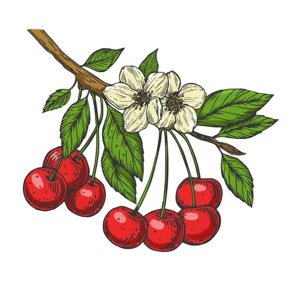 Cherry träd gren färg linje konst skiss gravyr vektor illustration. T-shirt kläder tryck design. Skrapbrädesimitation. Svart och vit handritad bild. — Stock vektor