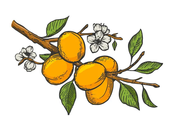 ( 영어 ) apricot tree branch color line articing graming vector illustration. 티셔츠 의류 인쇄 디자인. 스크래치 보드 모방. 손으로 그린 흑백 그림. — 스톡 벡터