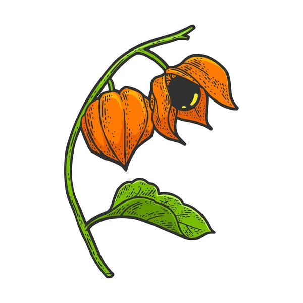 Physalis fruit plant color line articengraving vector illustrating. 티셔츠 의류 인쇄 디자인. 스크래치 보드 모방. 손으로 그린 흑백 그림. — 스톡 벡터