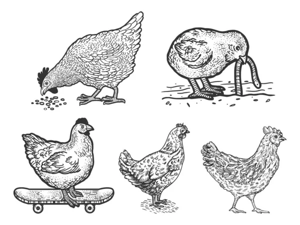 Pollo gallina set línea arte boceto grabado vector ilustración. Diseño de estampado de ropa de camiseta. Scratch board imitación. Imagen dibujada a mano en blanco y negro. — Vector de stock