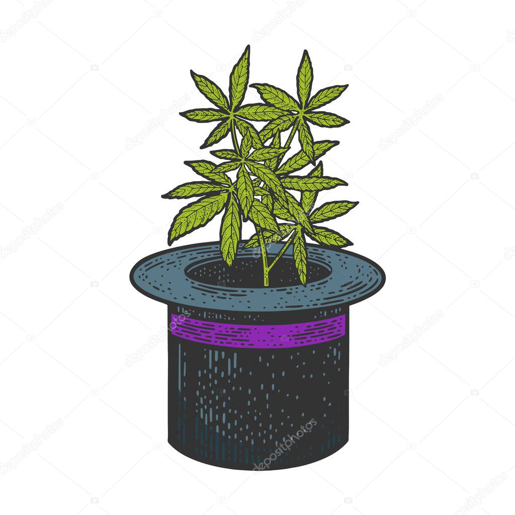 Hemp cannabis plant in top hat cylinder color sketch engraving vector illustration. T-shirt apparel print design. Scratch board imitation. Black and white hand drawn image.