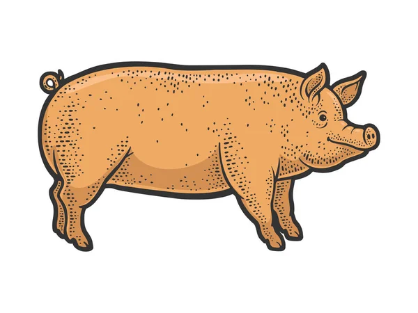 Gros porcelet de porc ligne art couleur croquis gravure vectoriel illustration. T-shirt imprimé design. Imitation de carte à gratter. Image dessinée à la main noir et blanc. — Image vectorielle