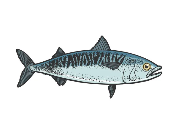 Atlantisk Makrill Scomber Fisk Färg Skiss Gravyr Vektor Illustration Shirt — Stock vektor